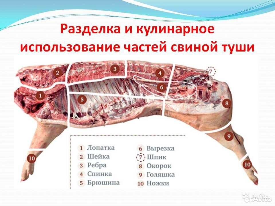 Схема разделки свиной туши с названиями частей картинки