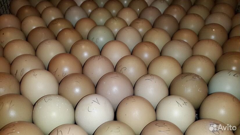 Яйцо фазана румынского. Сколько стоит яйцо фазана. Купить яйцо фазана в Перми.