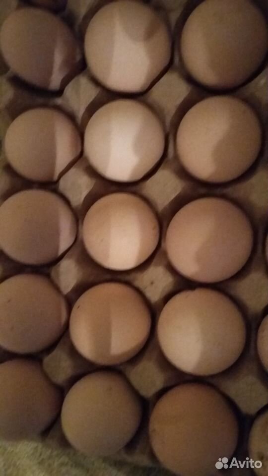Яйцо на инкубацию от брамы купить на Зозу.ру - фотография № 1