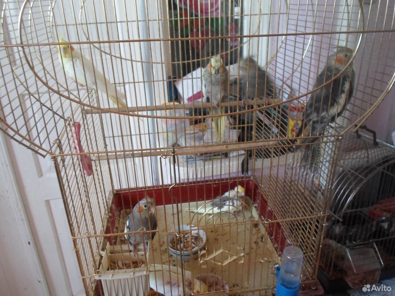 Ручные попугаи карелы купить на Зозу.ру - фотография № 1