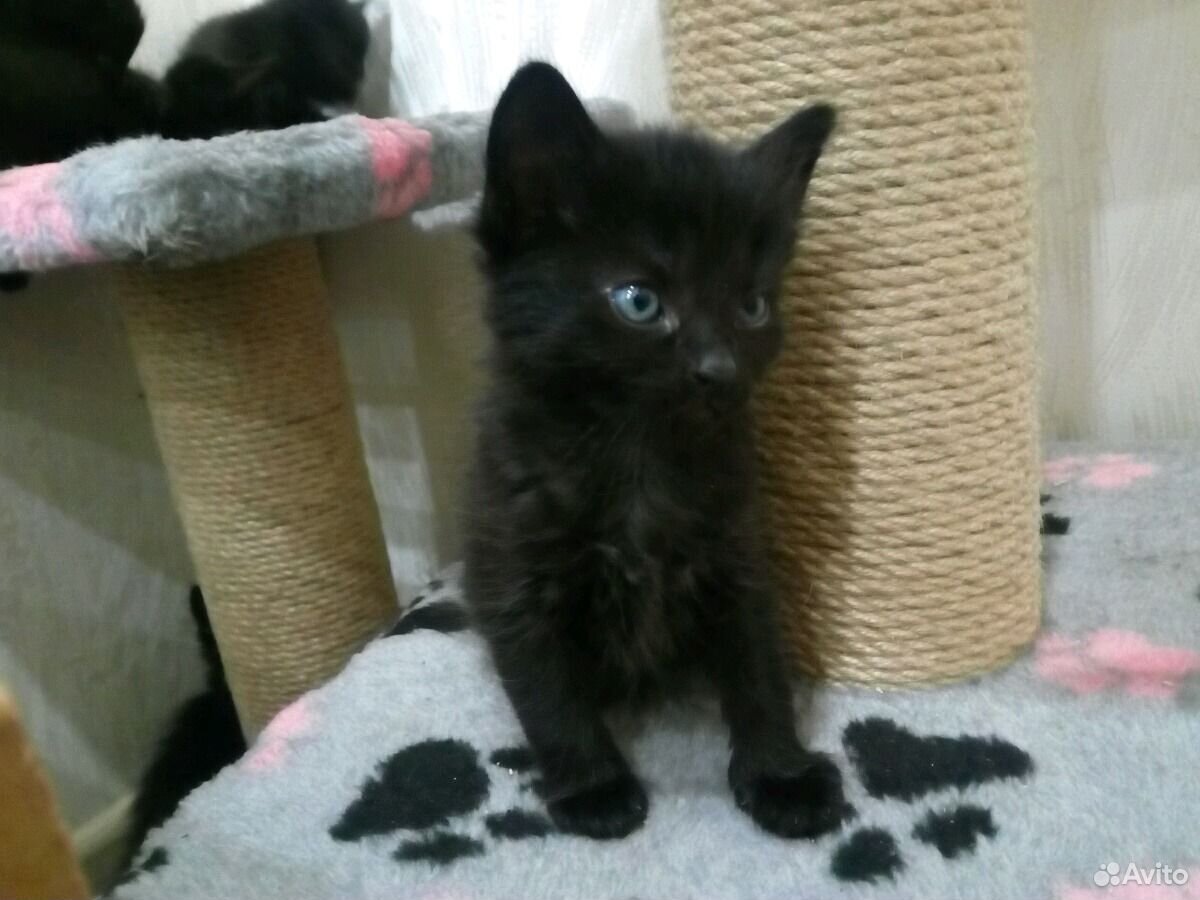 Котята на авито ростов. Черный котенок авито. Фото чёрного котёнка дома. Авито Чебоксары бесплатные котята.