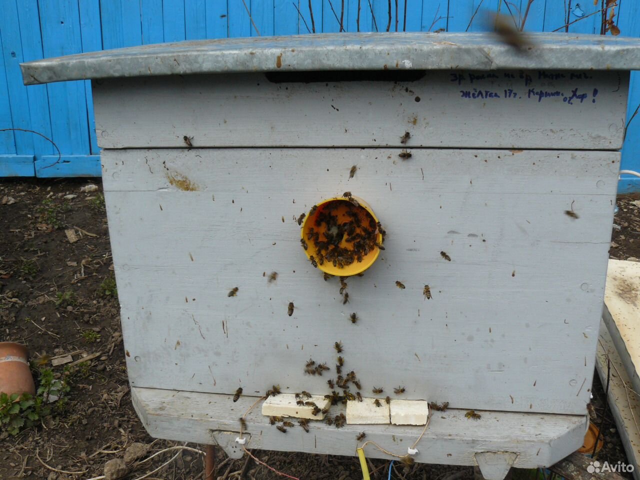 Продаю семьи пчел. 2019 купить на Зозу.ру - фотография № 4