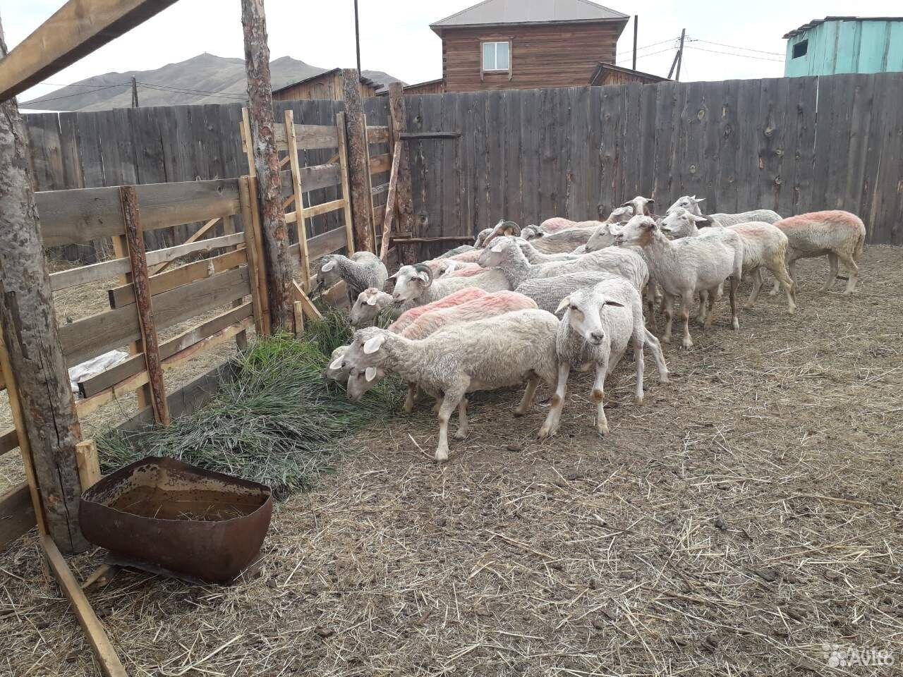 Племенные овцы купить на Зозу.ру - фотография № 2