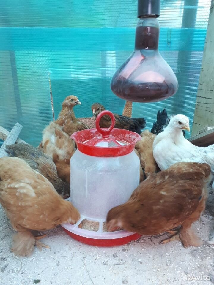 Продам цыплят,вылуп 5 июня купить на Зозу.ру - фотография № 2