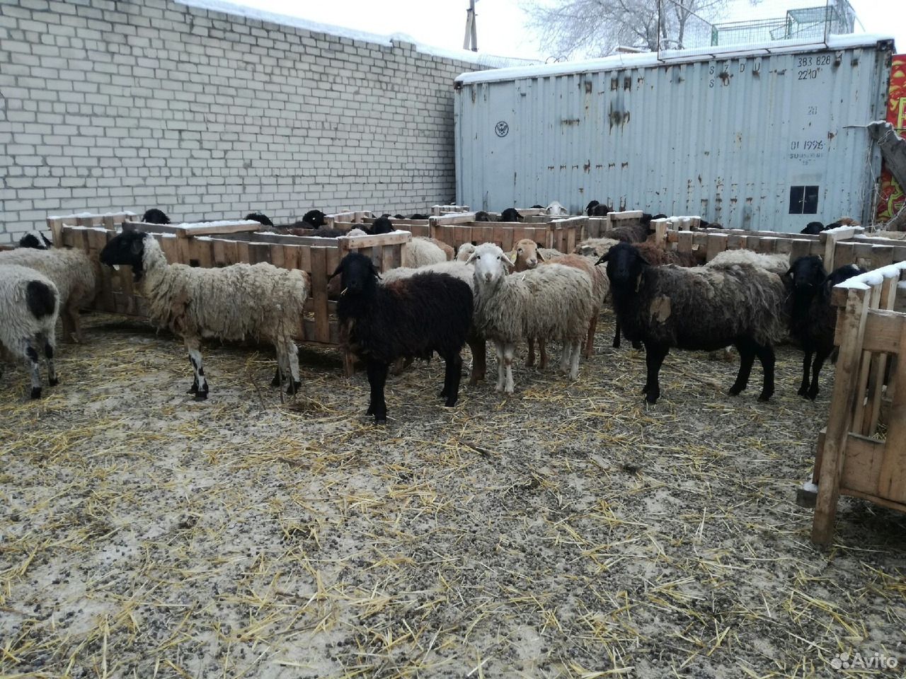 Овцы бараны ягнята купить на Зозу.ру - фотография № 3