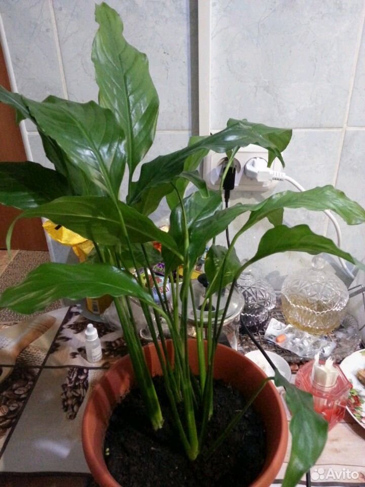 Растения спатифилум купить на Зозу.ру - фотография № 3