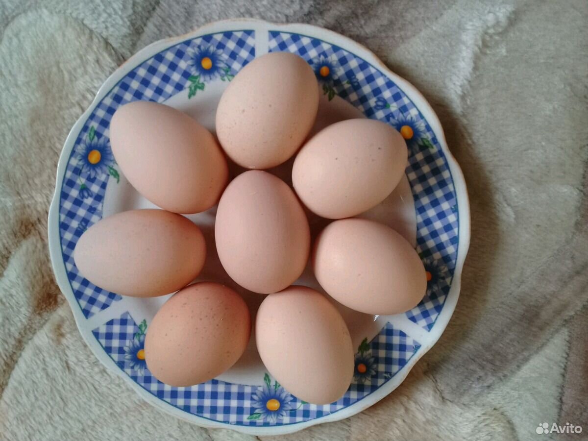 Яйцо инкубационное от кур мясо яичной породы Джерс купить на Зозу.ру - фотография № 1