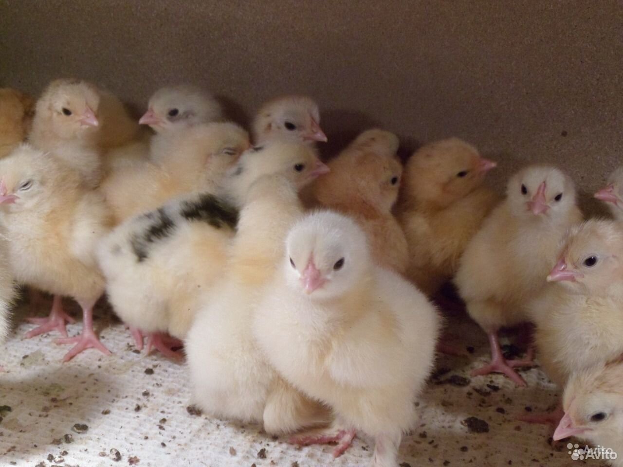 Условия для цыплят в первые дни жизни. Цыплята суточные. Цыплята домашние. Инкубаторные цыплята. Цыплята Молодняк.