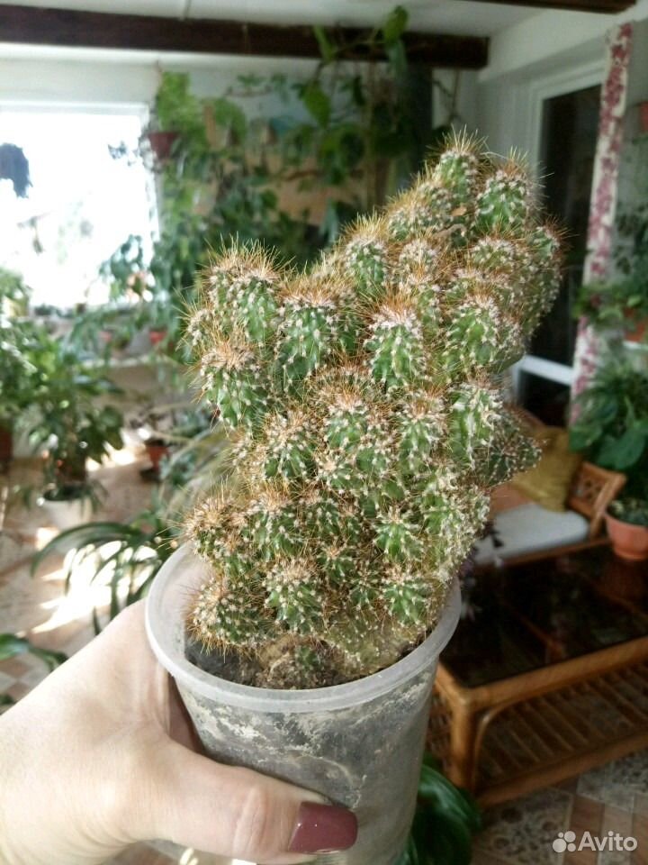 Растения купить на Зозу.ру - фотография № 3