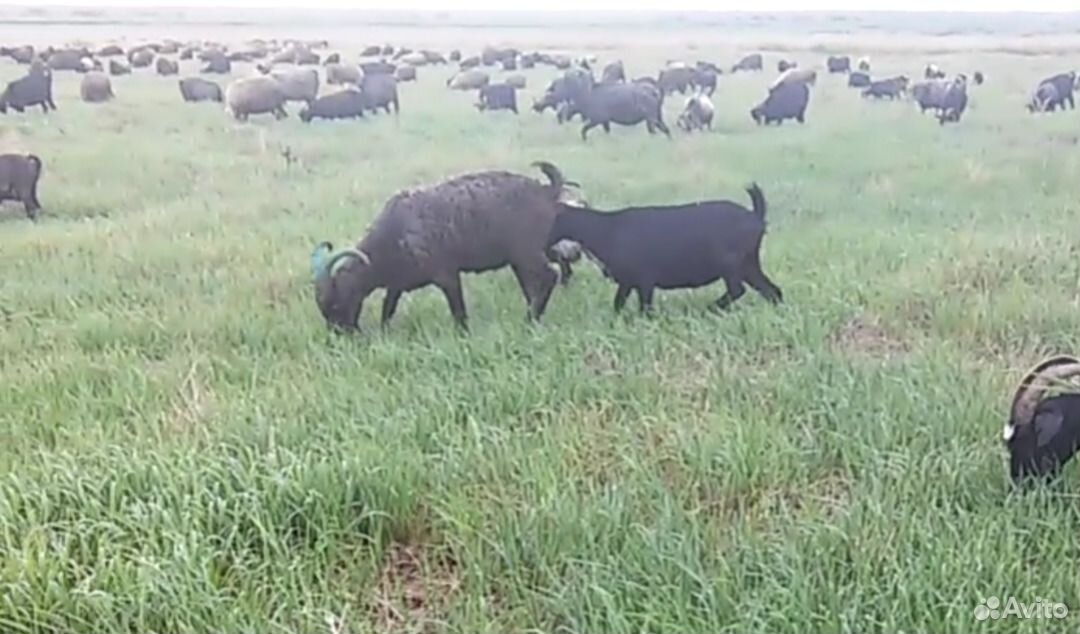 Принимаю коз овец на пастбище село мазурка купить на Зозу.ру - фотография № 5