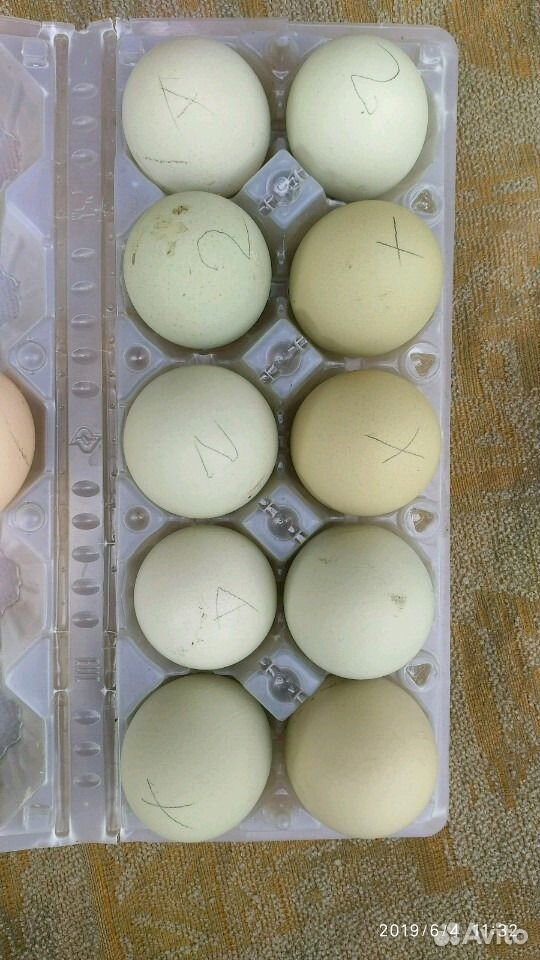Яйцо куриное для инкубации купить на Зозу.ру - фотография № 2
