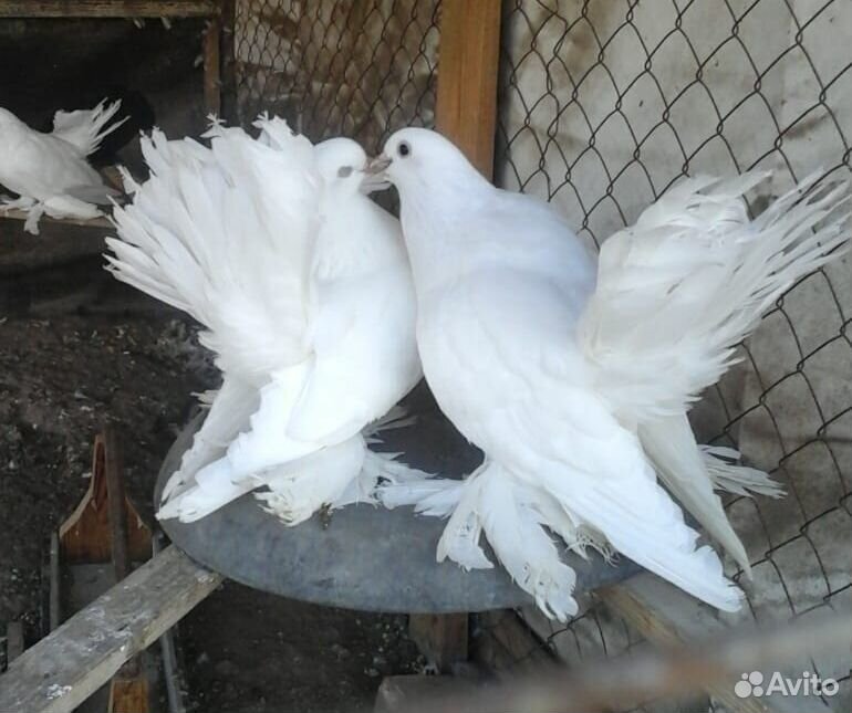 Статные белые голуби купить на Зозу.ру - фотография № 1