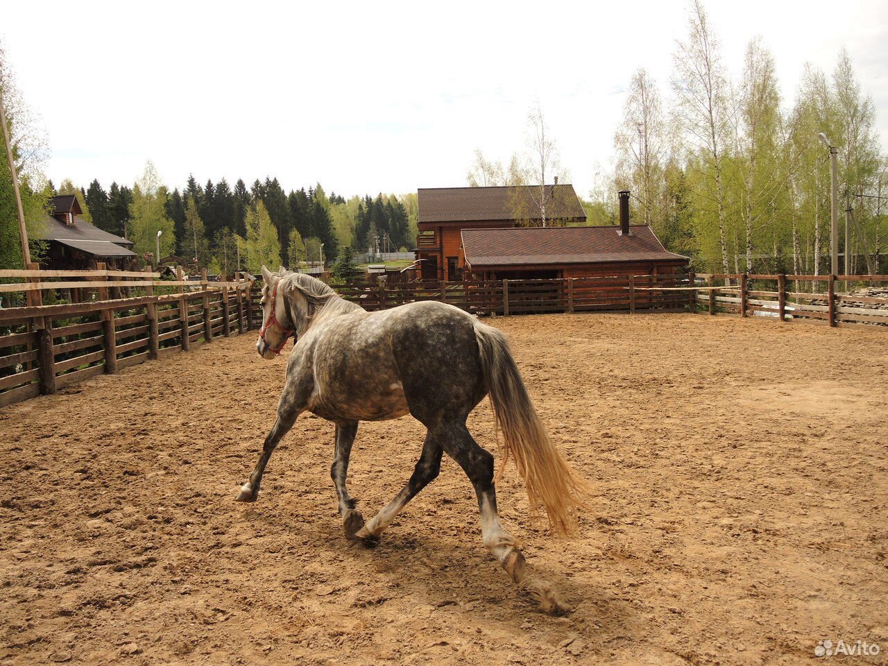 Лошадь в аренду для прогулок купить на Зозу.ру - фотография № 7