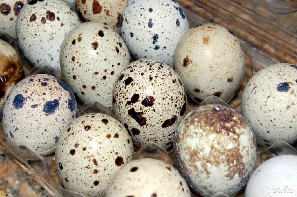 Перепелка яйца. Инкубационное яйцо Техасского перепела. Яйцо перепелиное. Перепелиные яйца птица. Где купить перепелиные яйца