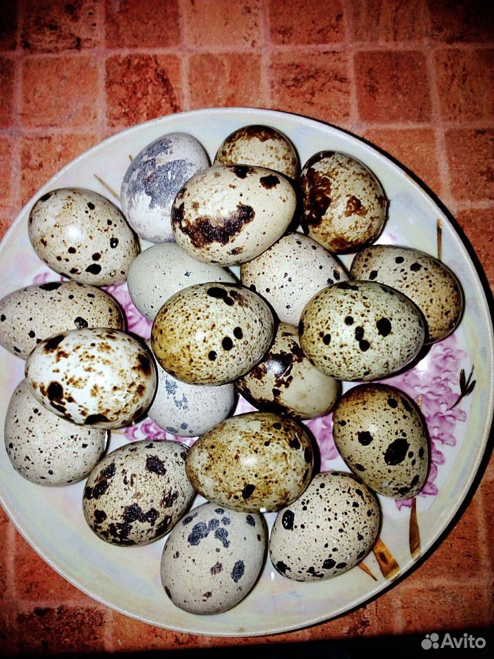 Перепелиные яйца для вашего здоровья купить на Зозу.ру - фотография № 2