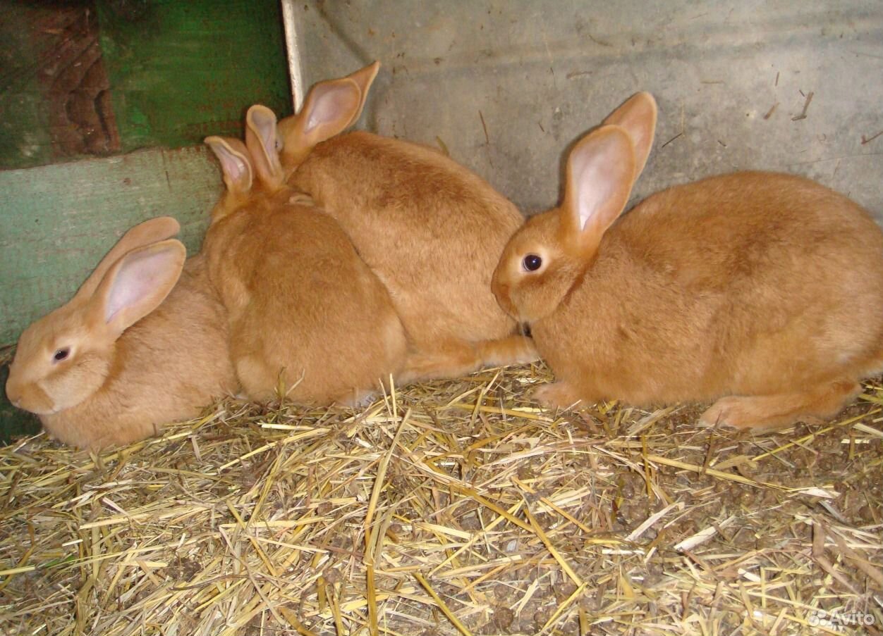 Кролики породистые купить на Зозу.ру - фотография № 2