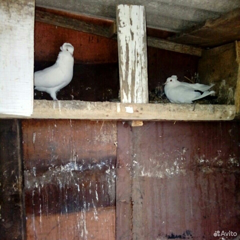 Продаю голубей разных пород цену уточнять по телеф купить на Зозу.ру - фотография № 3