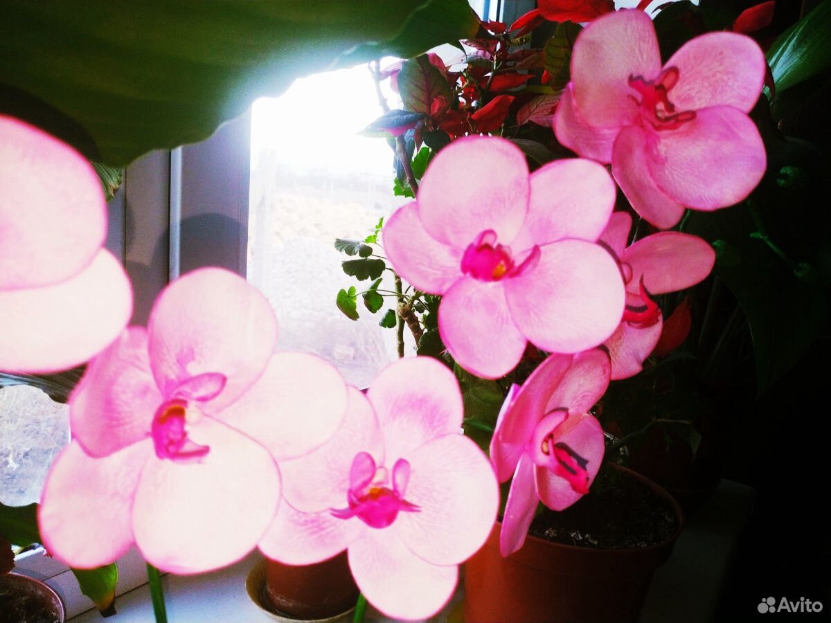 Орхидея, ручная работа купить на Зозу.ру - фотография № 2