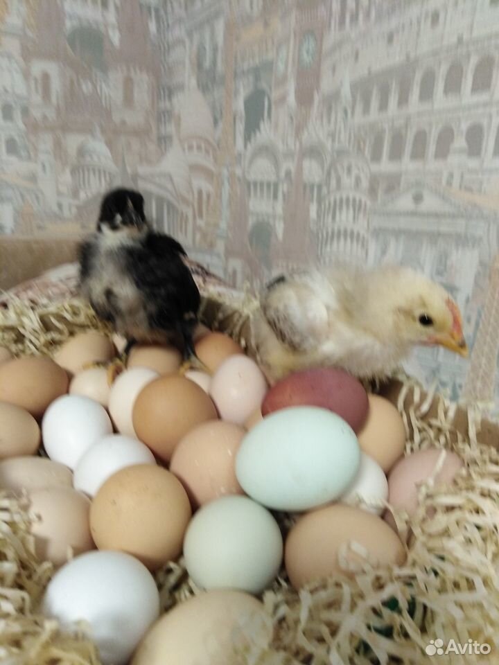 Яйца домашние купить на Зозу.ру - фотография № 3