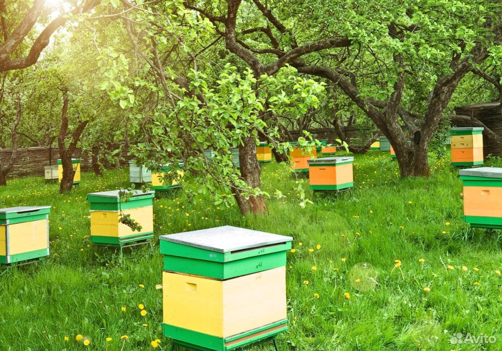 Ульи с пчелосемьями купить на Зозу.ру - фотография № 1