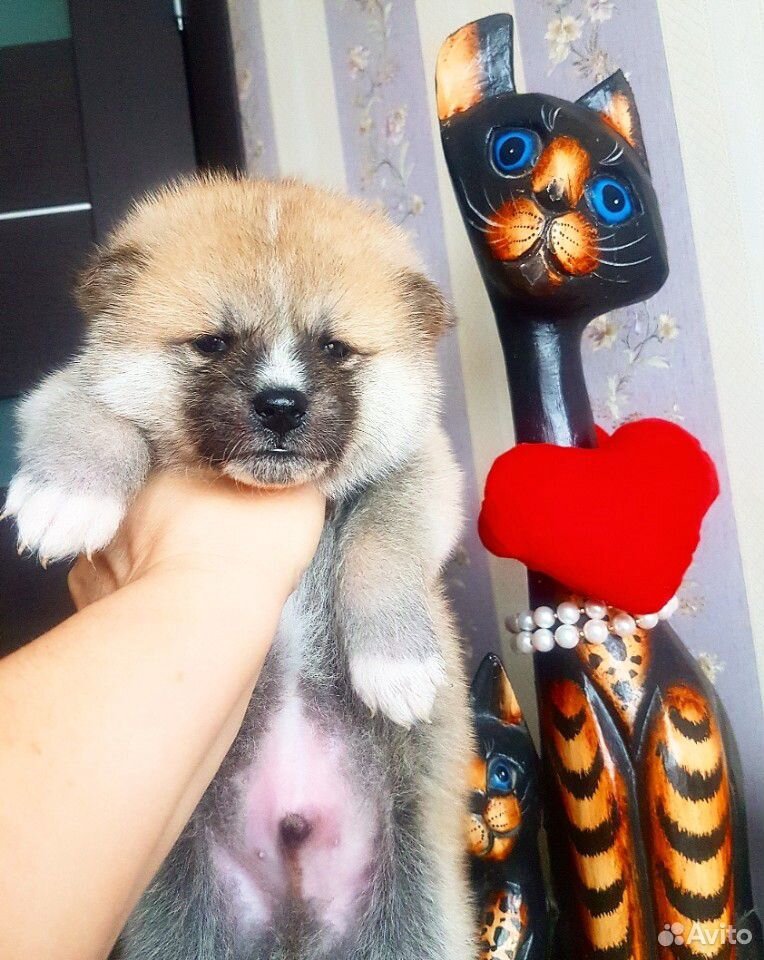 Прекрасный щенок акиты Фудзей купить на Зозу.ру - фотография № 10