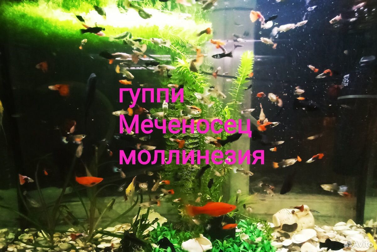 Рыбки Гуппи Меченосцы Моллинезии