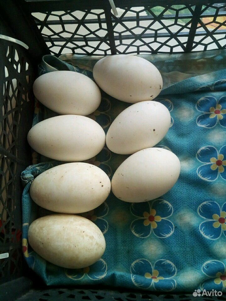 Гусиные инкубационные яйца купить на Зозу.ру - фотография № 1