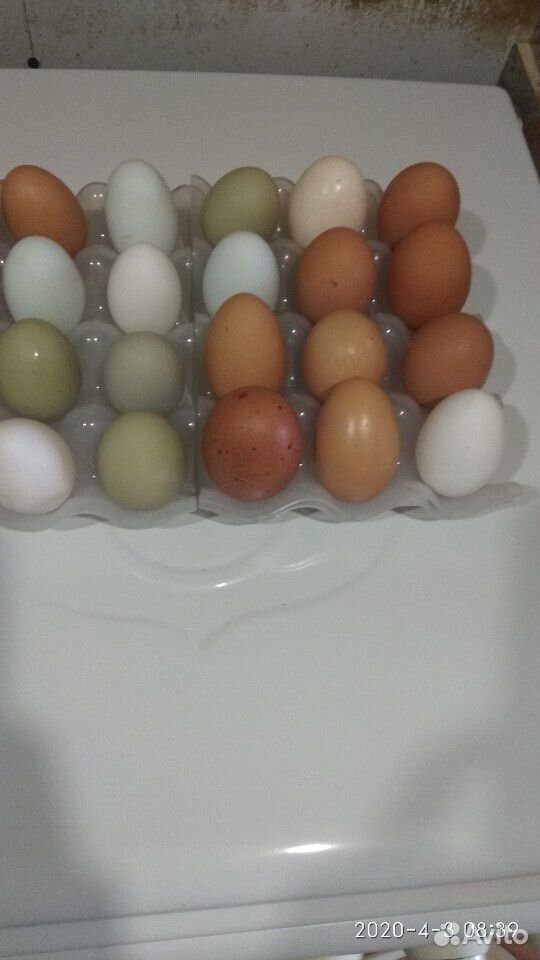 Инкубационные куриные яйца купить на Зозу.ру - фотография № 9