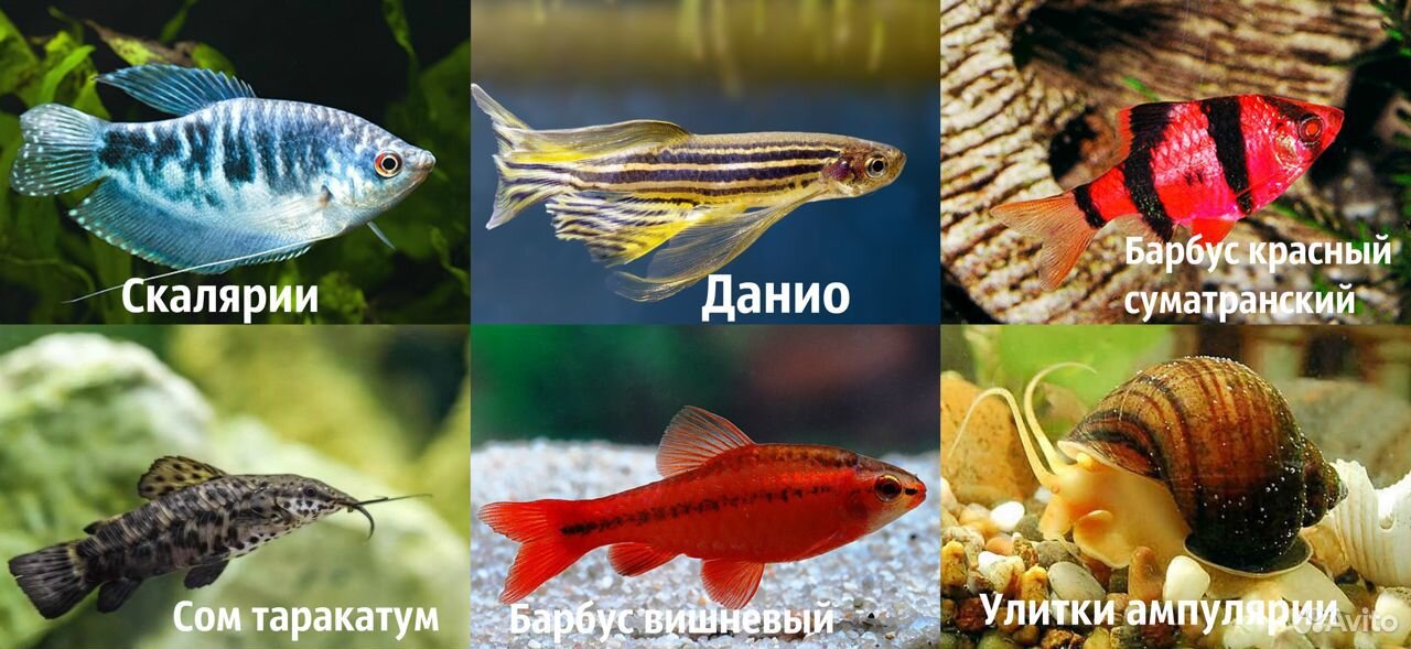 Продаю аквариумных рыбок и корм купить на Зозу.ру - фотография № 2