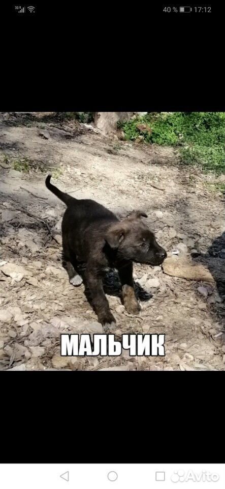 Сос щенки в опасности. Нужен постоянный дом купить на Зозу.ру - фотография № 10