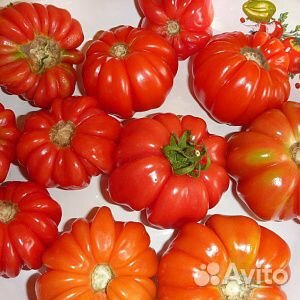 Рассада томатов купить на Зозу.ру - фотография № 4
