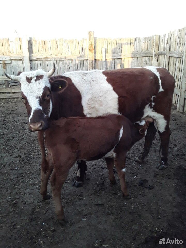 Корова с теленком купить на Зозу.ру - фотография № 2