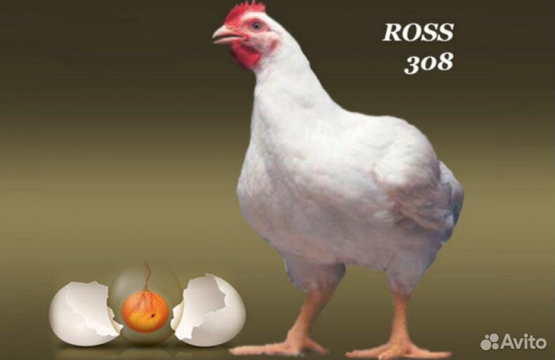 Бройлер кросс Росс 308. Цыплята бройлеры Росс 308. Порода бройлеров Росс 308. Бройлер Кобб 308.