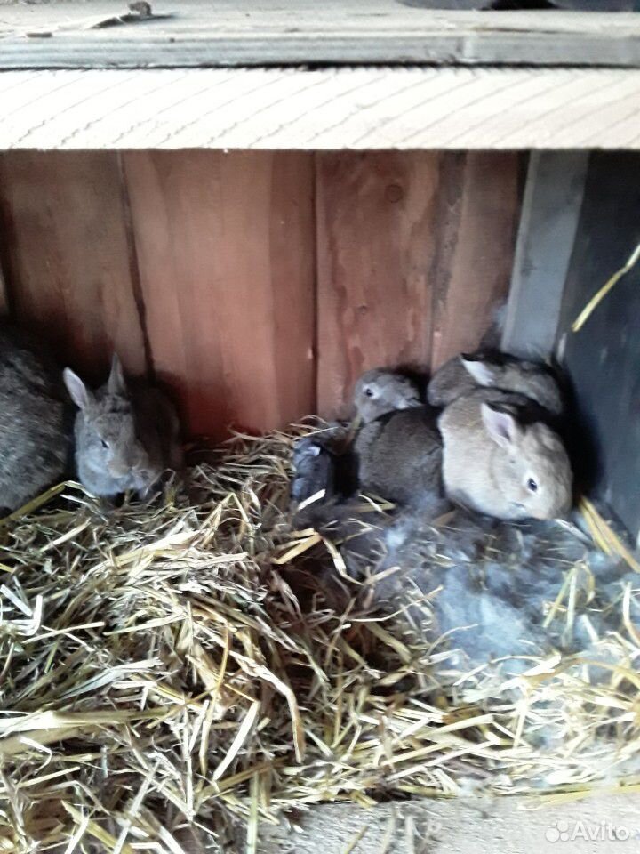 Кролики четырёх месяцев,и самки с малышами в налич купить на Зозу.ру - фотография № 3