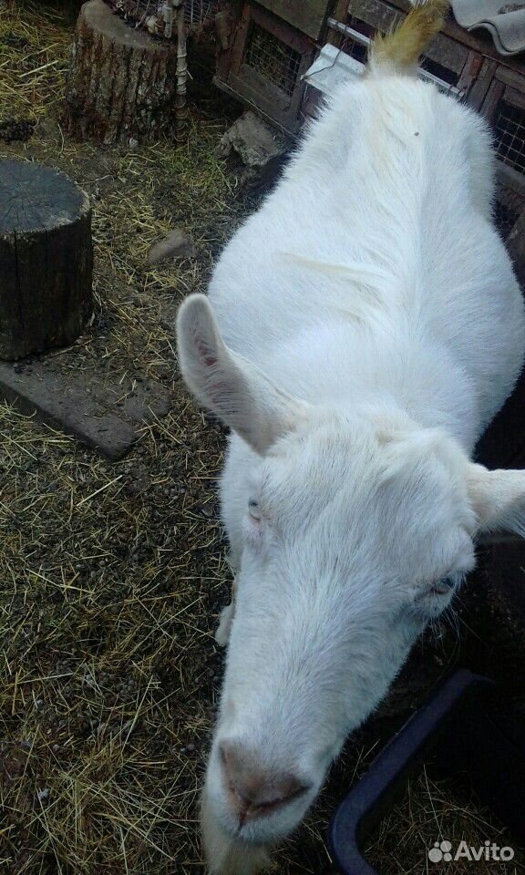 Коза с дании рожает 16 мая, от нубийца купить на Зозу.ру - фотография № 10