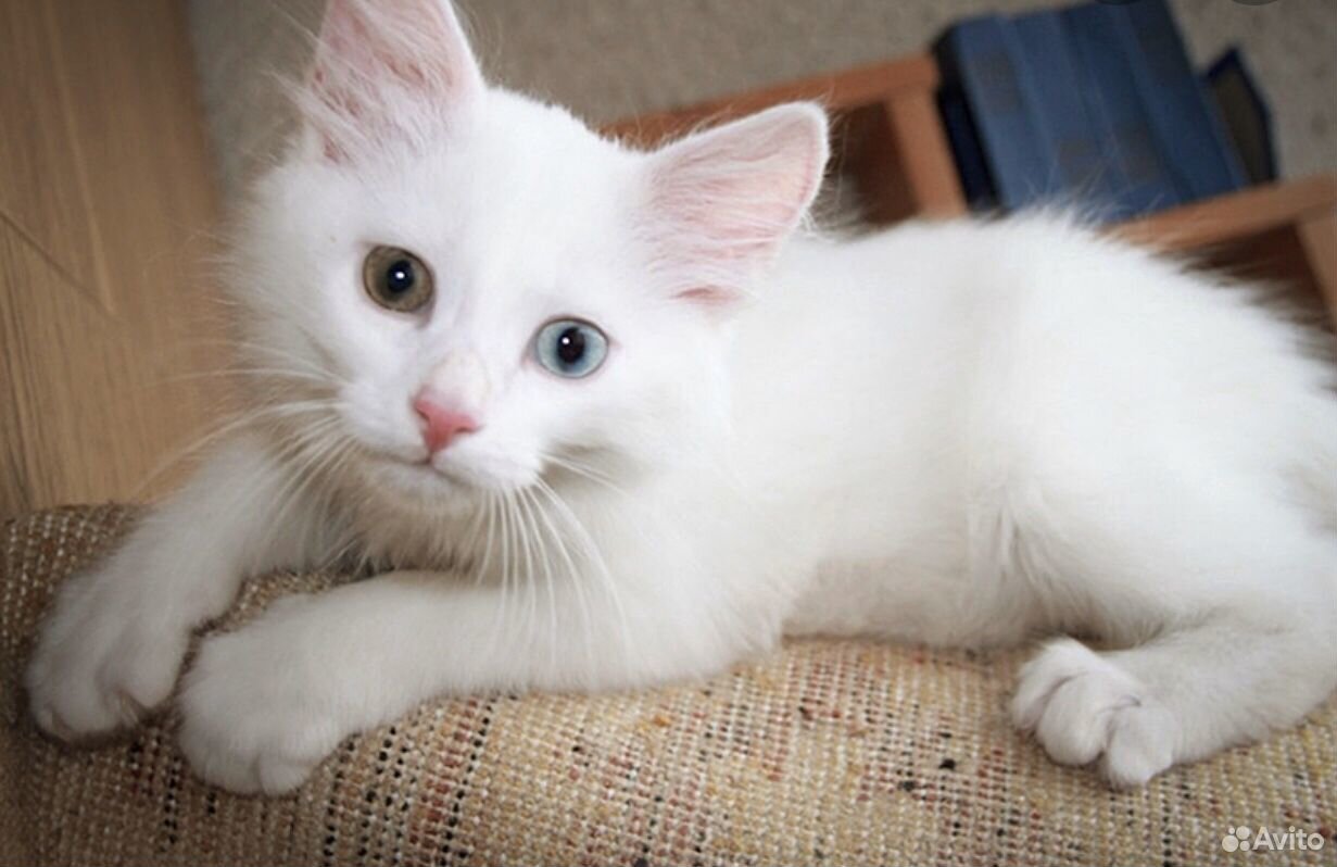 Купить турецкого котенка. Ангорская кошка. Турецкая ангорская кошка. Ангорская кошка турецкая ангора. Турецкая ангора белая.
