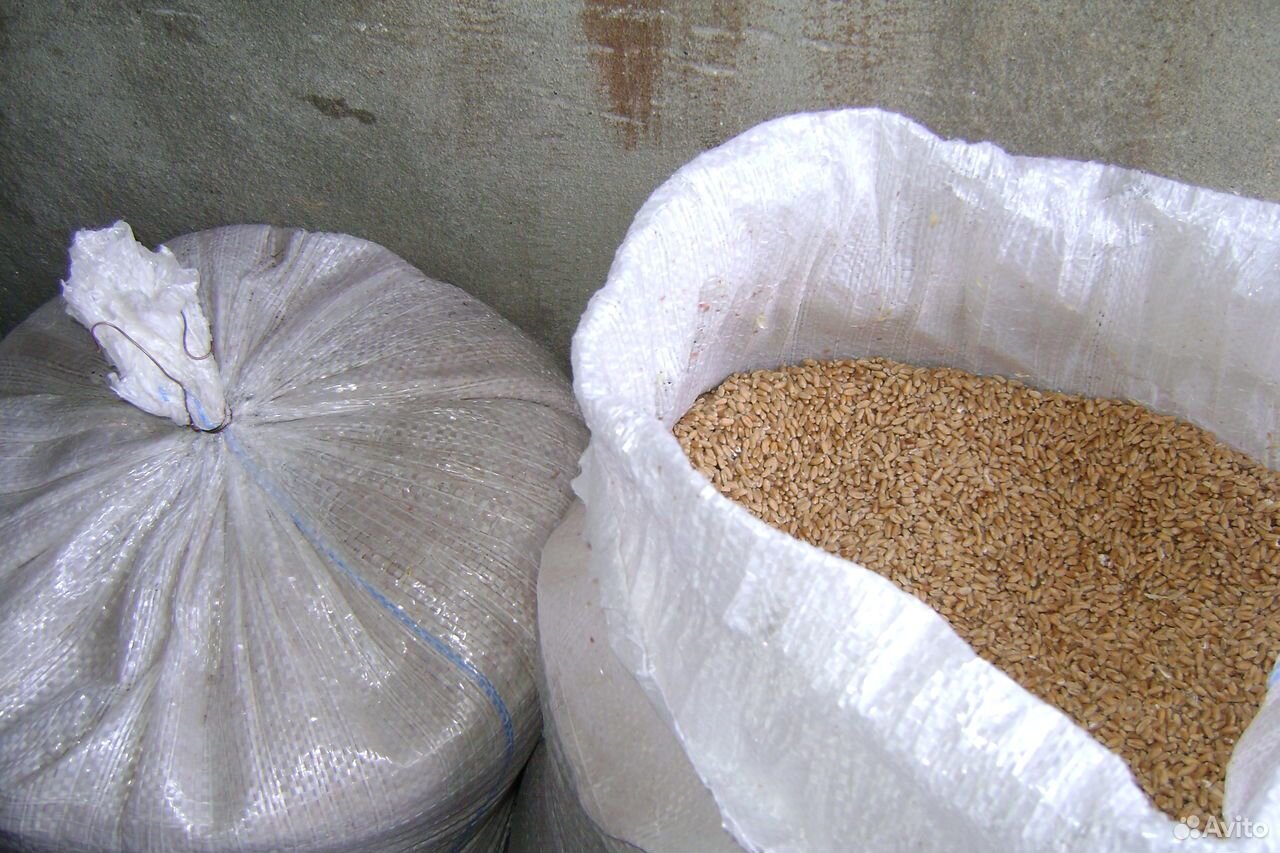 Пшеница, Ячмень, Кукуруза урожая19 года в мешках купить на Зозу.ру - фотография № 1