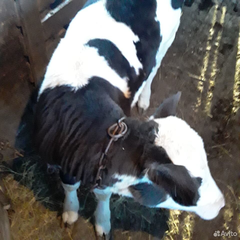 Бык на племя и тёлка от высокоудойной коровы купить на Зозу.ру - фотография № 10