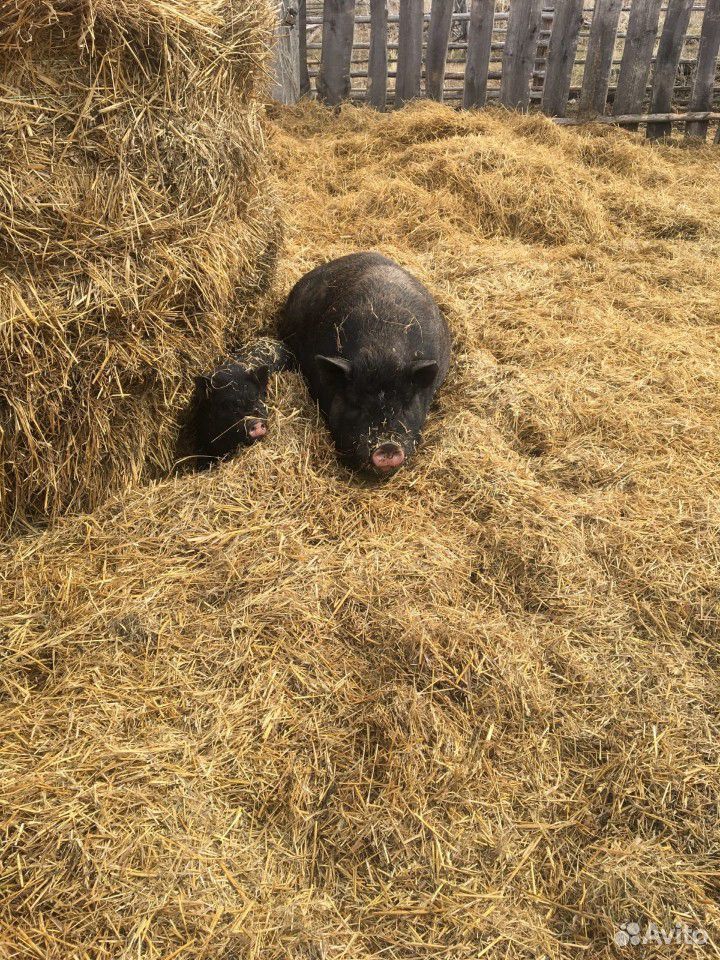 Вислобрюхие свиньи купить на Зозу.ру - фотография № 2