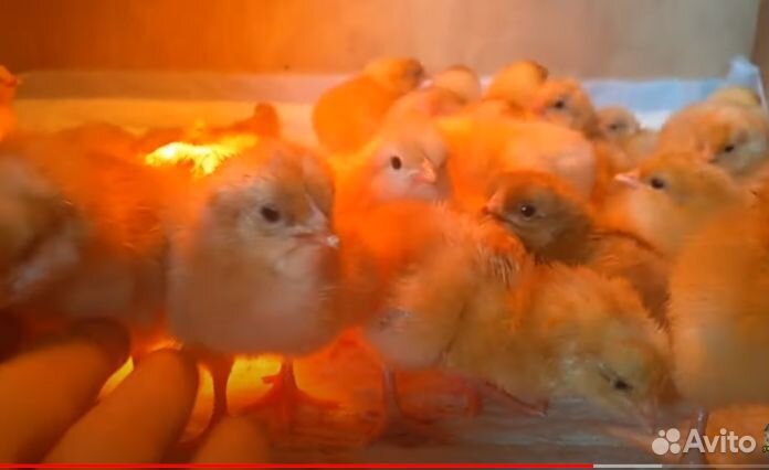 Кобб инкубационное яйцо и цыплята купить на Зозу.ру - фотография № 1