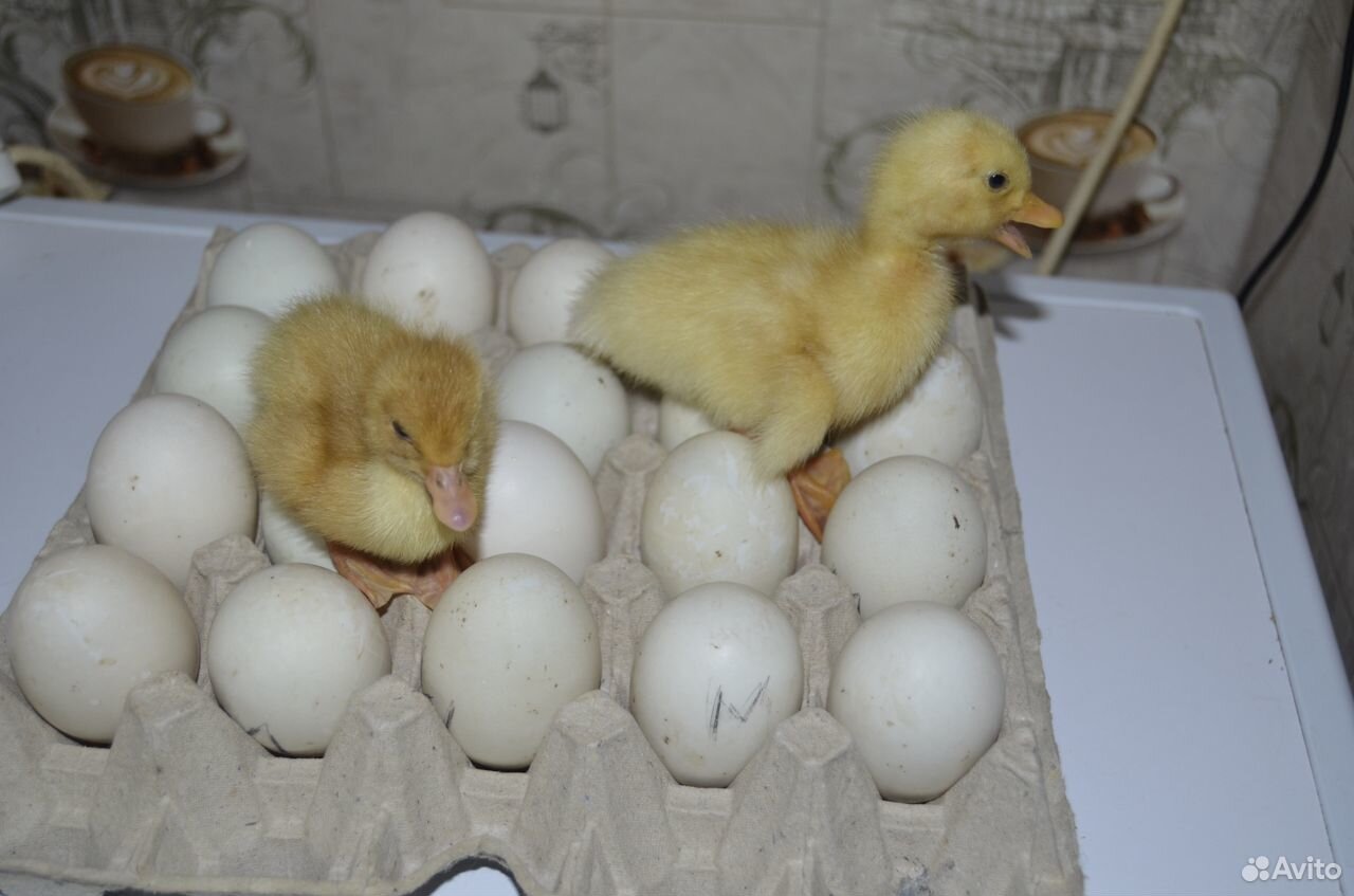 Инкубационное яйцо утки старт 53 купить на Зозу.ру - фотография № 3