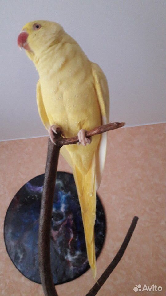 Ожереловый попугай(самочка) жёлтая купить на Зозу.ру - фотография № 4