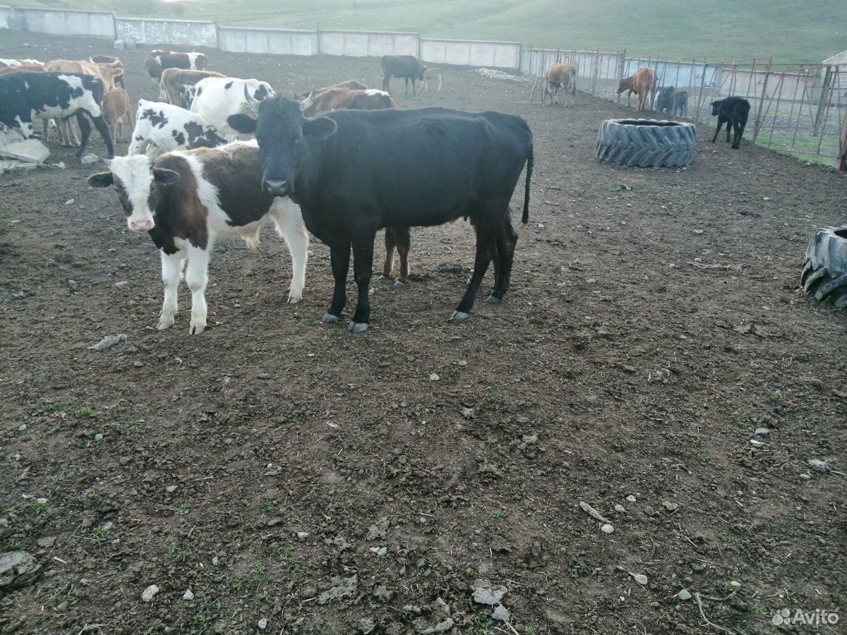 Коровы и телята купить на Зозу.ру - фотография № 2