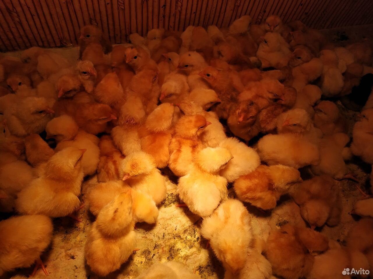 Продаются домашние цыплята купить на Зозу.ру - фотография № 3