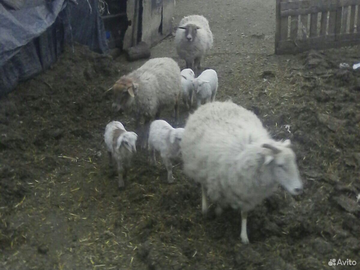 Овцы ягняты бараны козы купить на Зозу.ру - фотография № 5