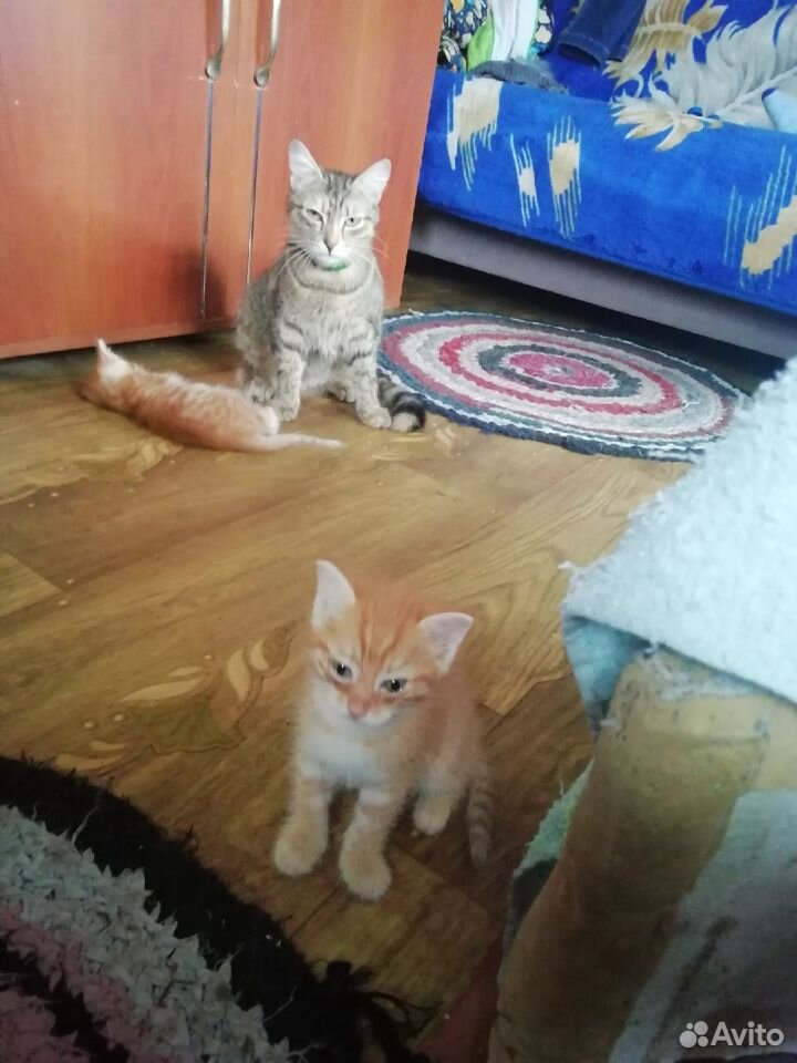 2 кота и 2 кошечки ищут хозяев купить на Зозу.ру - фотография № 5