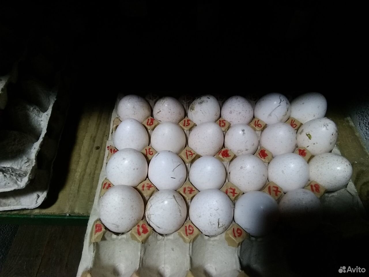 Купить яйцо в белгородской области. Индюшка инкубация яиц. Инкубация яиц индейки. Яйцо инкубационное индюшиное. Инкубатор для индюшиных яиц.