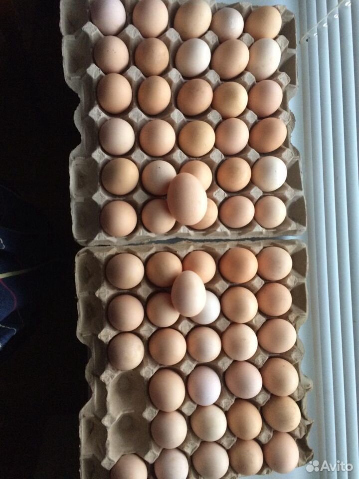 Инкубационное яйцо мини-мясная порода купить на Зозу.ру - фотография № 1