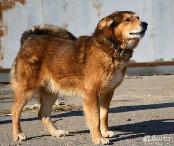 Рыжик пёс кобель собака купить на Зозу.ру - фотография № 4