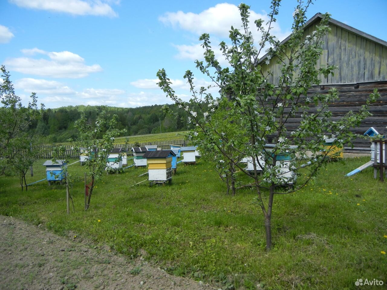 Пчёлы купить на Зозу.ру - фотография № 6